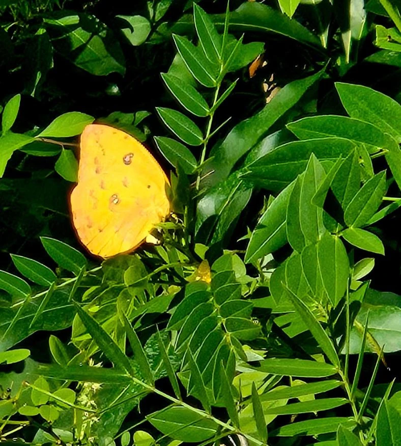 Cassia Butterfly Host Live Plant - Fast Growing Pollinator Shrub - 4" Pot - Image 4