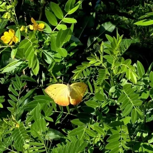 Cassia Butterfly Host Live Plant - Fast Growing Pollinator Shrub - 4