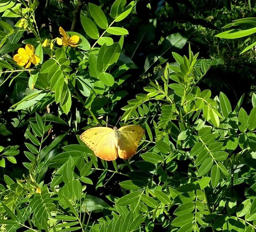 Cassia Butterfly Host Live Plant - Fast Growing Pollinator Shrub - 4" Pot - Image 5