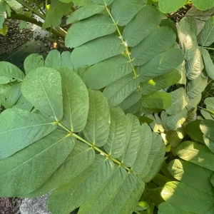 Cassia Butterfly Host Live Plant - Fast Growing Pollinator Shrub - 4