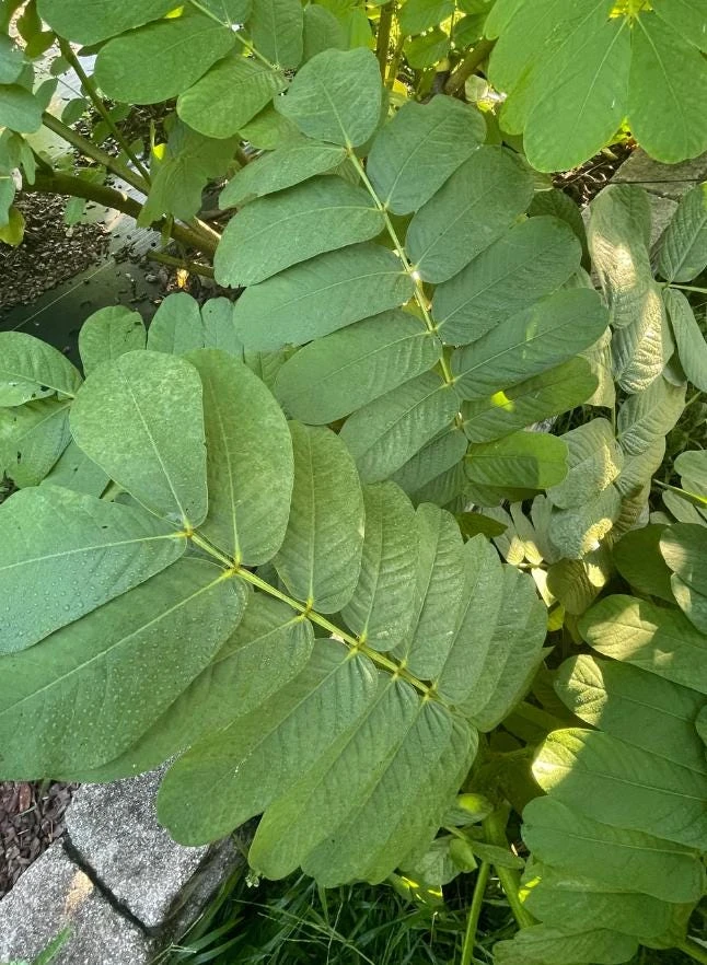 Cassia Butterfly Host Live Plant - Fast Growing Pollinator Shrub - 4" Pot - Image 6