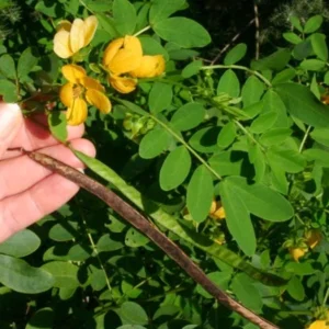 Cassia Butterfly Host Live Plant - Fast Growing Pollinator Shrub - 4