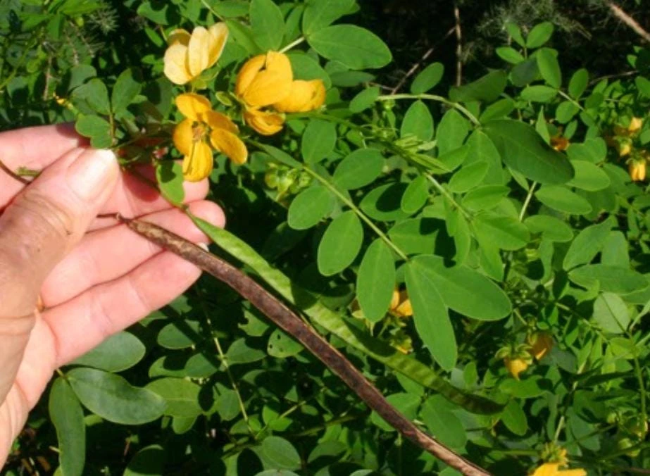 Cassia Butterfly Host Live Plant - Fast Growing Pollinator Shrub - 4" Pot - Image 7