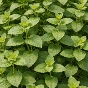 Catnip Live Plant – 3-6