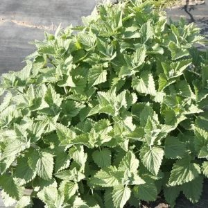Catnip Live Plant – 3-6