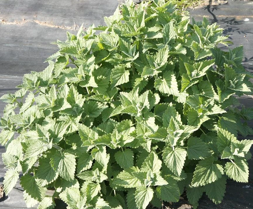 Catnip Live Plant – 3-6" Tall – Nepeta cataria – Indoor/Outdoor Herb - Image 3