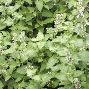 Catnip Live Plant – 3-6