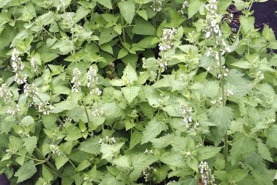 Catnip Live Plant – 3-6" Tall – Nepeta cataria – Indoor/Outdoor Herb - Image 4