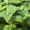 Catnip Live Plant – 3-6" Tall – Nepeta cataria – Indoor/Outdoor Herb - Image 1