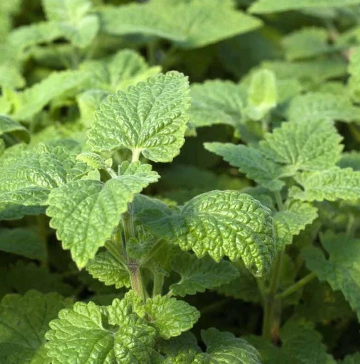 Catnip Live Plant – 3-6" Tall – Nepeta cataria – Indoor/Outdoor Herb - Image 1