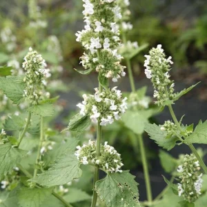 Catnip Live Plant – 3-6