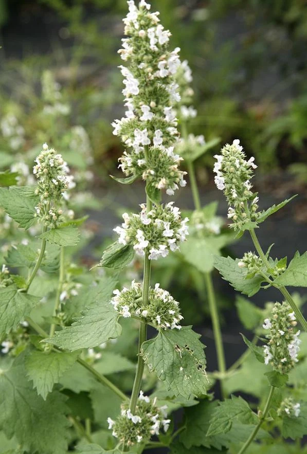 Catnip Live Plant – 3-6" Tall – Nepeta cataria – Indoor/Outdoor Herb - Image 5