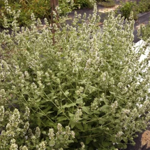 Catnip Live Plant – 3-6