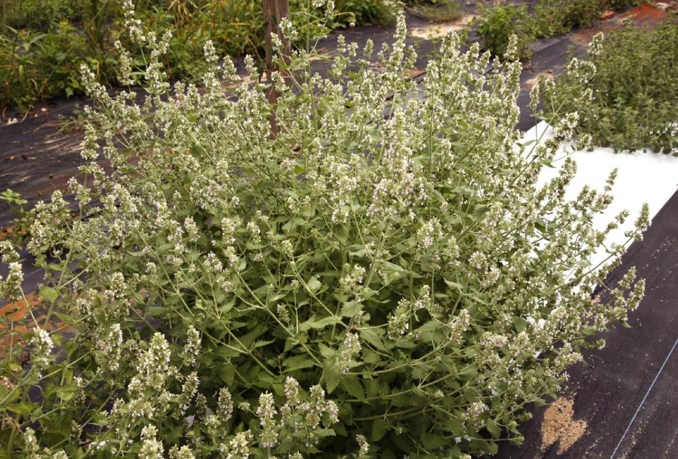 Catnip Live Plant – 3-6" Tall – Nepeta cataria – Indoor/Outdoor Herb - Image 6