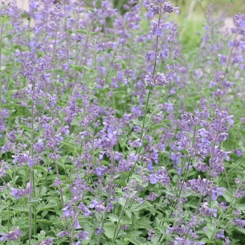 Catnip Live Plant – 3-6" Tall – Nepeta cataria – Indoor/Outdoor Herb - Image 7