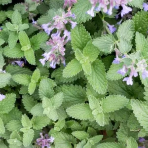 Catnip Live Plant – 3-6
