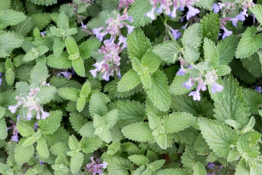 Catnip Live Plant – 3-6" Tall – Nepeta cataria – Indoor/Outdoor Herb - Image 8