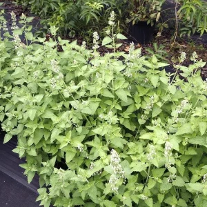 Catnip Live Plant – 3-6