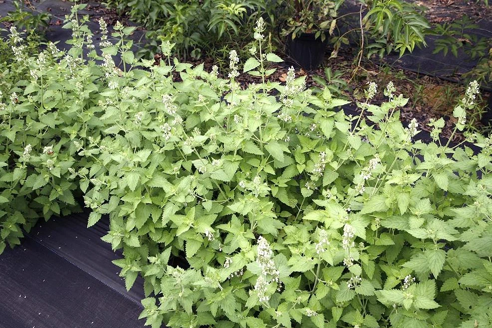 Catnip Live Plant – 3-6" Tall – Nepeta cataria – Indoor/Outdoor Herb - Image 9