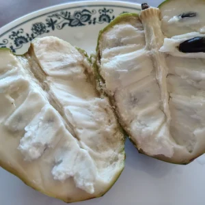 Cherimoya Honey Heart Custard Apple Fruit Seeds - 5 Organic Seeds - Image 2