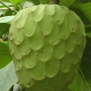 Cherimoya Honey Heart Custard Apple Fruit Seeds - 5 Organic Seeds - Image 5