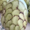 Cherimoya Honey Heart Custard Apple Fruit Seeds - 5 Organic Seeds - Image 1