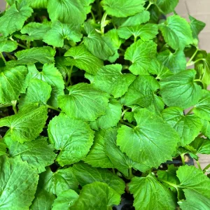 Chinese Bittermelon Live Seedlings - 4 Pack, Healthy Fruit Vegetable Plant - Image 2
