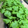 Chinese Bittermelon Live Seedlings - 4 Pack, Ready to Plant, Outdoor Vegetable - Image 1