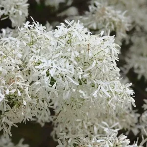 Chinese Fringe Tree - 6 - 12