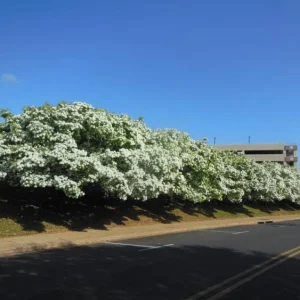 Chinese Fringe Tree - 6 - 12