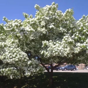 Chinese Fringe Tree - 6 - 12