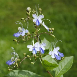 Clerodendrum Blue Butterfly Live Plant – 4-6 Inch Tall Starter – Outdoor Shrub - Image 2