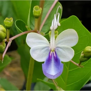 Clerodendrum Blue Butterfly Live Plant – 4-6 Inch Tall Starter – Outdoor Shrub - Image 3