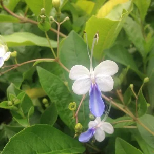 Clerodendrum Blue Butterfly Live Plant – 4-6 Inch Tall Starter – Outdoor Shrub - Image 4