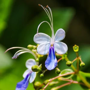 Clerodendrum Blue Butterfly Live Plant – 4-6 Inch Tall Starter – Outdoor Shrub - Image 5