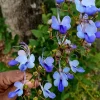 Clerodendrum Blue Butterfly Live Plant – 4-6 Inch Tall Starter – Outdoor Shrub - Image 1