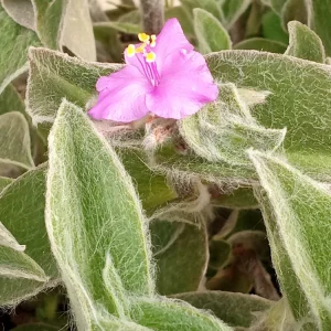 Cobweb Spiderwort Tradescantia Sillamontana Live Plant Cuttings - 7 Cuttings - Outdoor - Image 1
