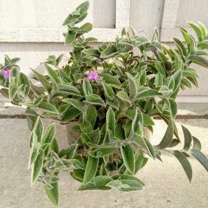 Cobweb Spiderwort Tradescantia Sillamontana Live Plant Cuttings - 7 Cuttings - Outdoor - Image 2