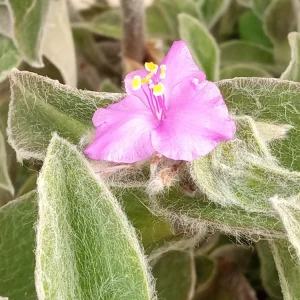 Cobweb Spiderwort Tradescantia Sillamontana Live Plant Cuttings - 7 Cuttings - Outdoor - Image 3