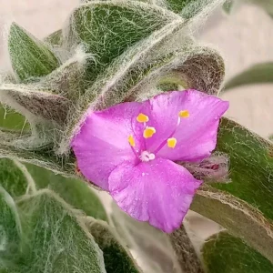 Cobweb Spiderwort Tradescantia Sillamontana Live Plant Cuttings - 7 Cuttings - Outdoor - Image 4