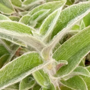 Cobweb Spiderwort Tradescantia Sillamontana Live Plant Cuttings - 7 Cuttings - Outdoor - Image 5
