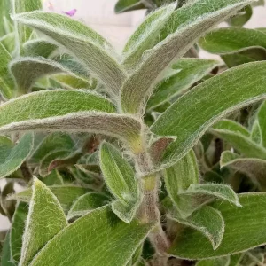 Cobweb Spiderwort Tradescantia Sillamontana Live Plant Cuttings - 7 Cuttings - Outdoor - Image 6