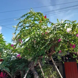 Coconut Ice Bougainvillea Live Plant - 4-6