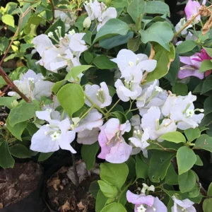 Coconut Ice Bougainvillea Live Plant - 4-6