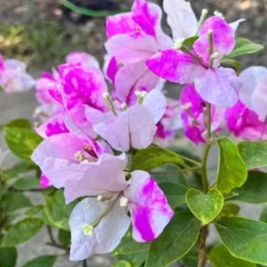 Coconut Ice Bougainvillea Live Plant - 4-6
