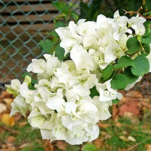 Coconut Ice Bougainvillea Live Plant - 4-6
