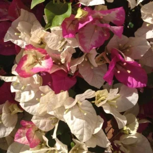 Coconut Ice Bougainvillea Live Plant - 4-6