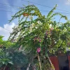 Coconut Ice Bougainvillea Live Plant - 4-6" Tall Tropical Vine Shrub, Pink & White Blooms - Image 1