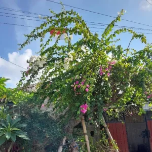 Coconut Ice Bougainvillea Live Plant - 4-6" Tall Tropical Vine Shrub, Pink & White Blooms - Image 1