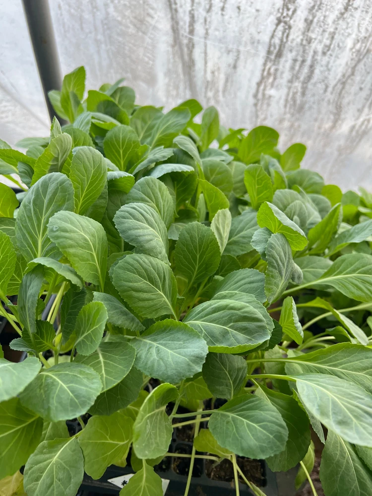 Collard Greens Live Seedlings - 6 Pack - Ready to Plant Vegetable Garden - Image 1